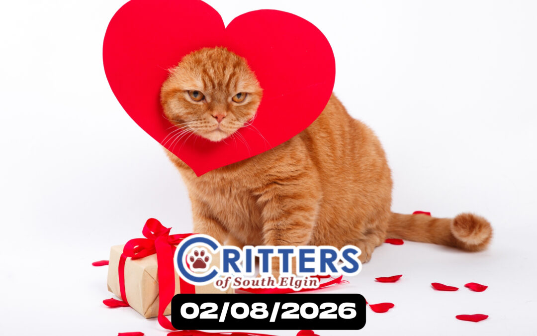 Pre-Valentine’s Purrs Adoption Event