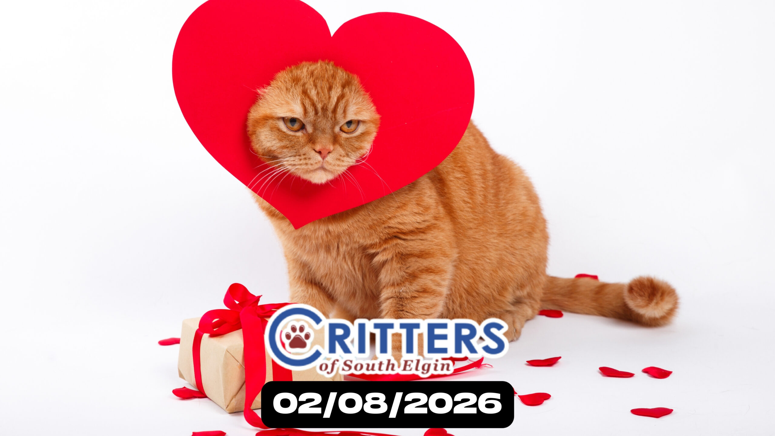 Pre-Valentine’s Purrs Adoption Event