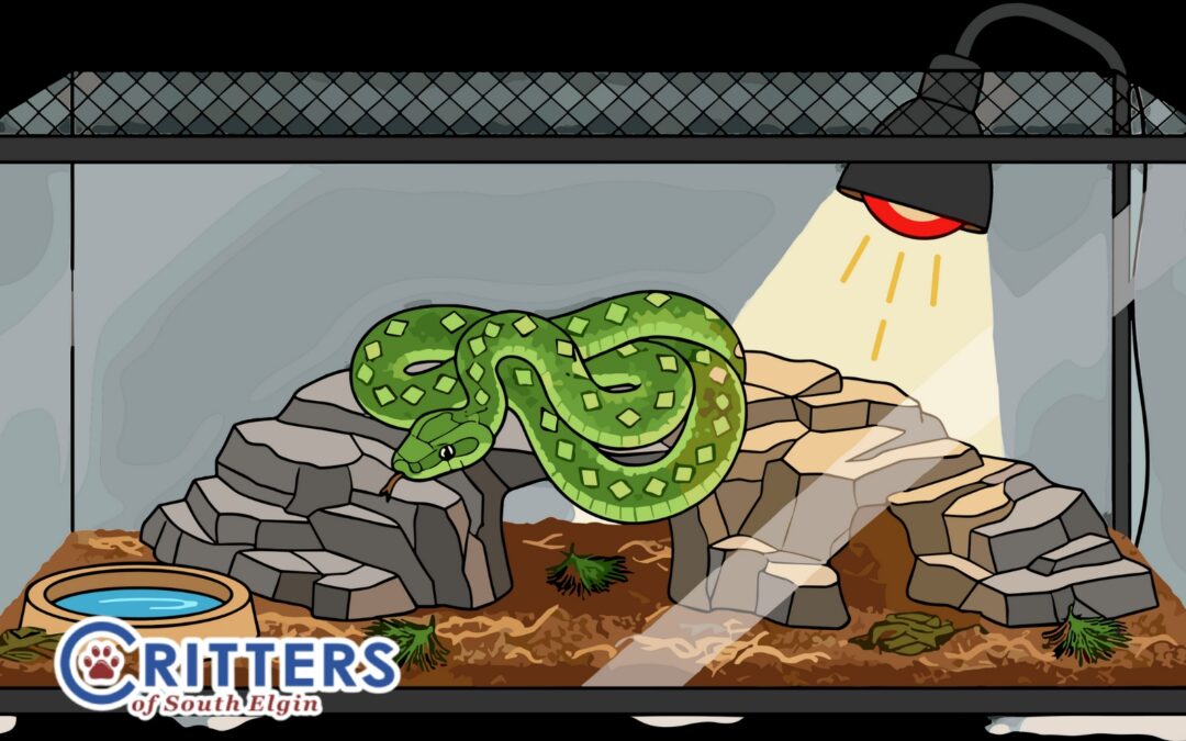 Bioactive Habitats 101: What “Bioactive” Really Means