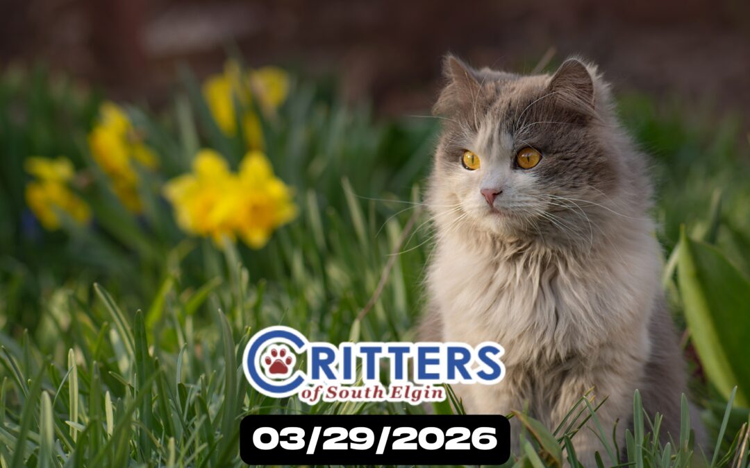 Fur-Ever Spring Finale