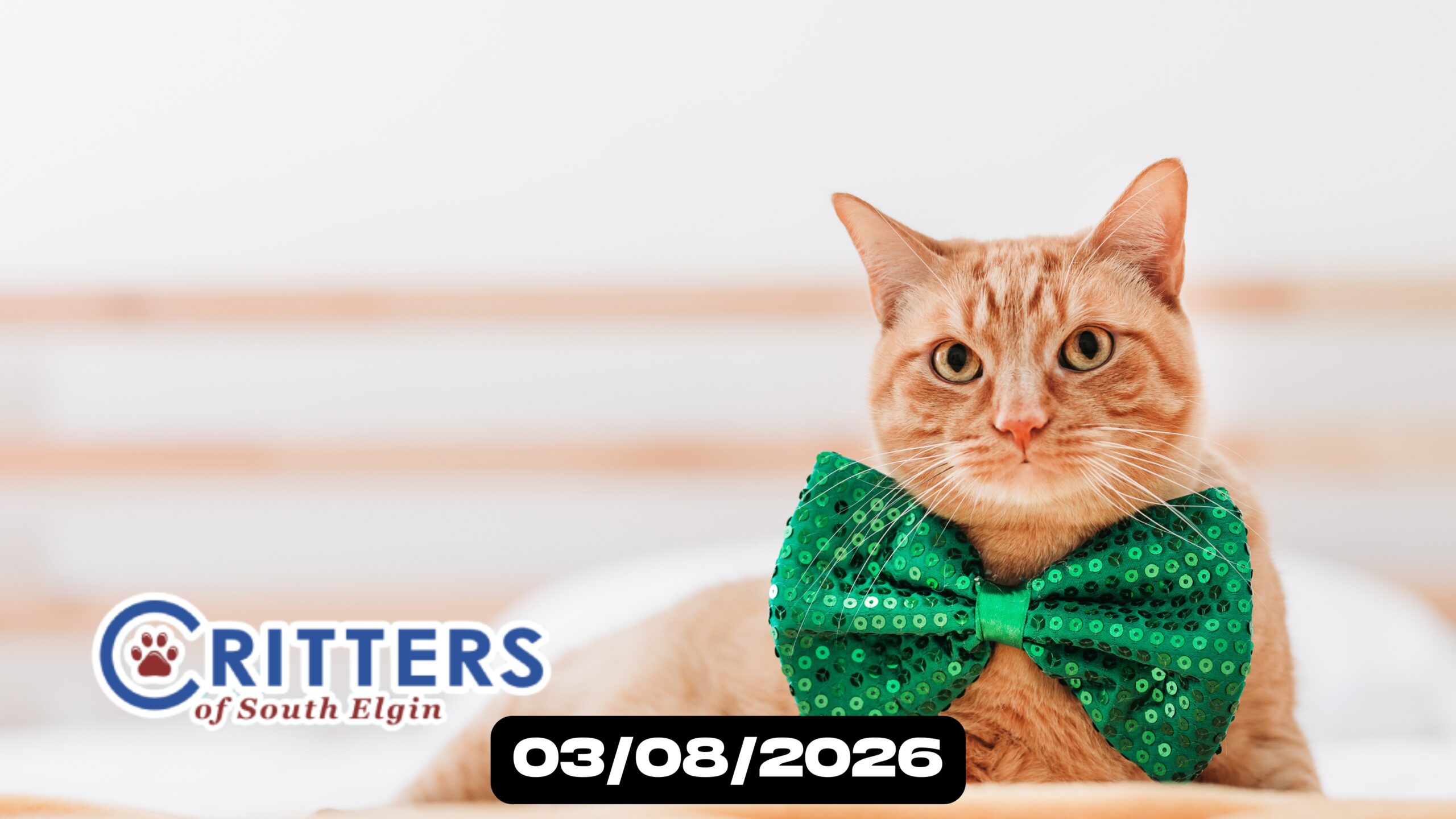 Lucky Paws Adoption Day