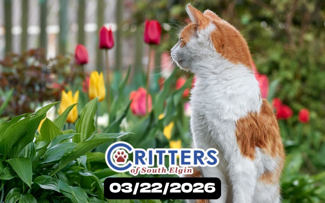 Paws and Petals Adoption Sunday