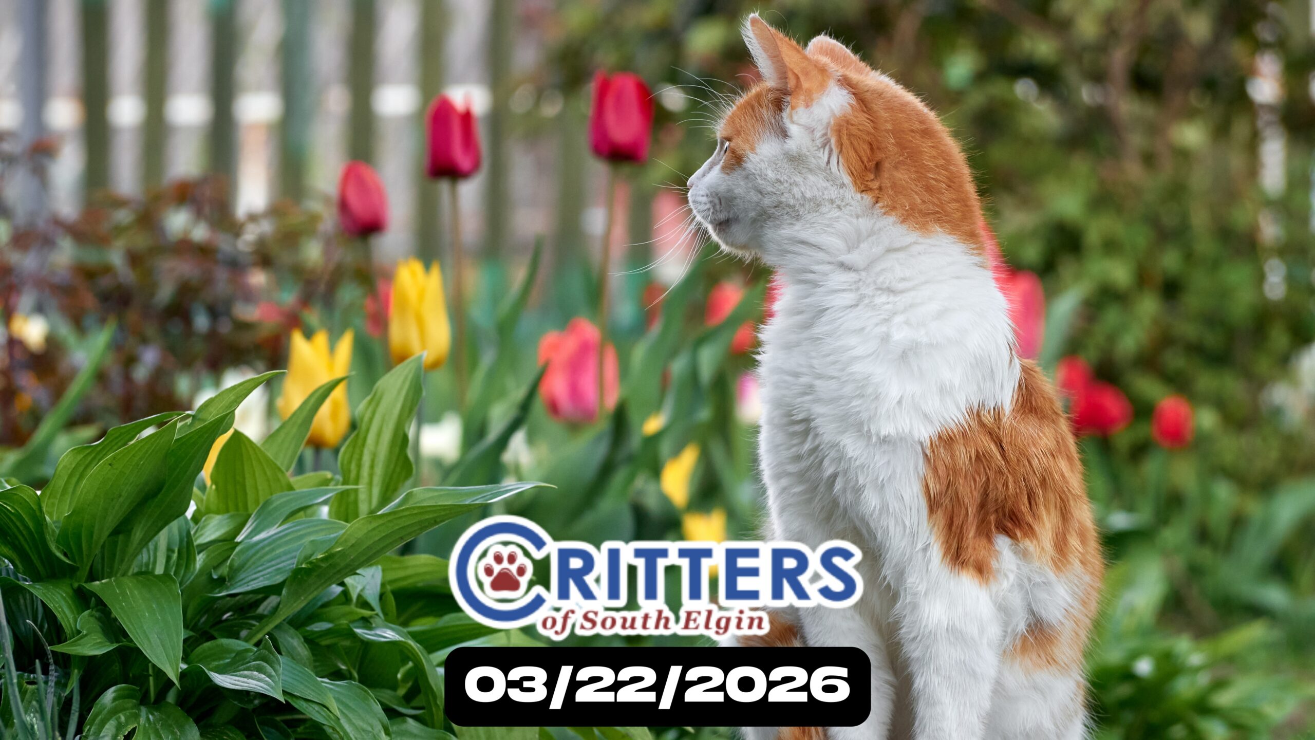 Paws and Petals Adoption Sunday