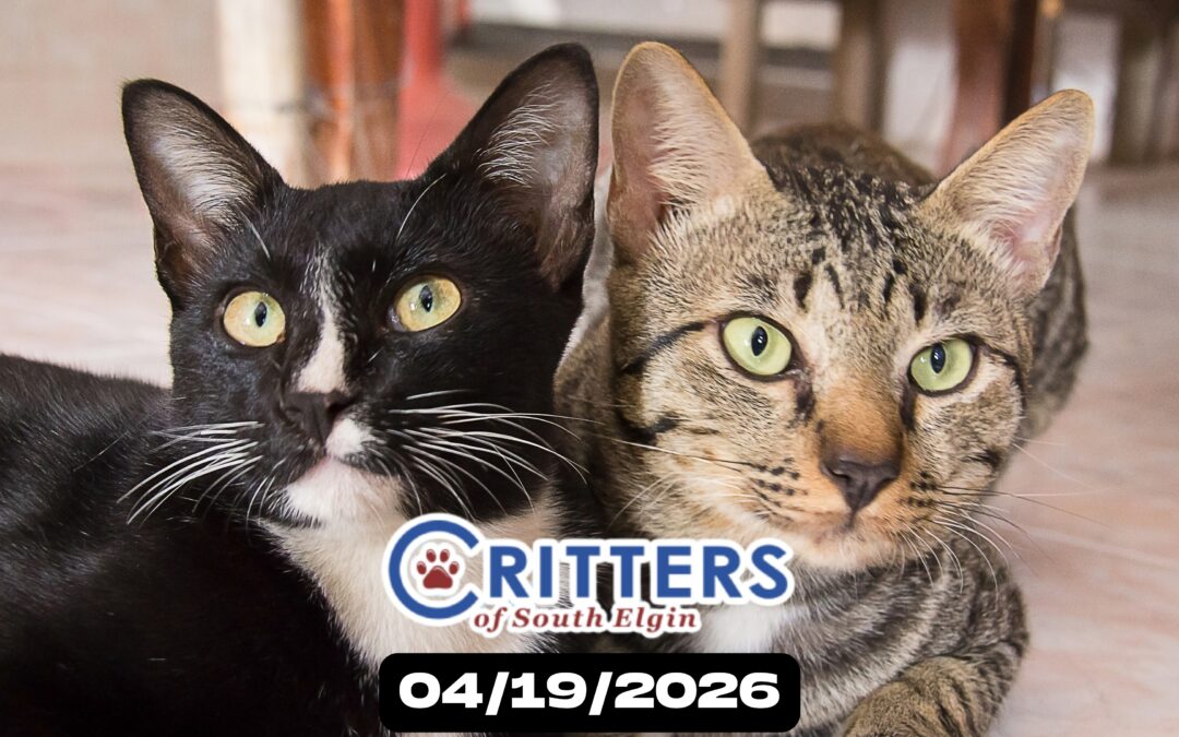 Petals & Paws Adoption Sunday