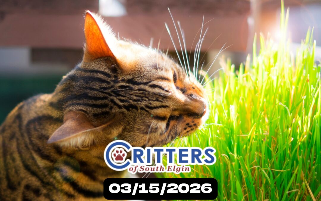 Spring Into Love Adoption Day