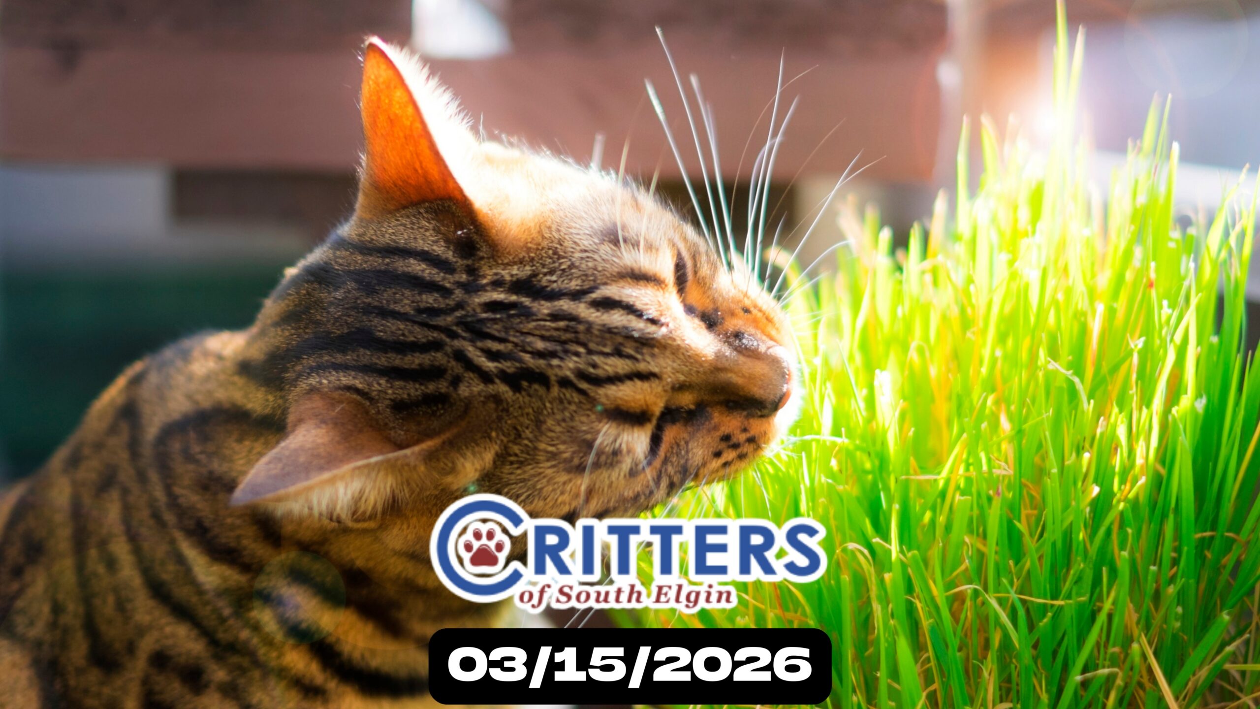 Spring Into Love Adoption Day