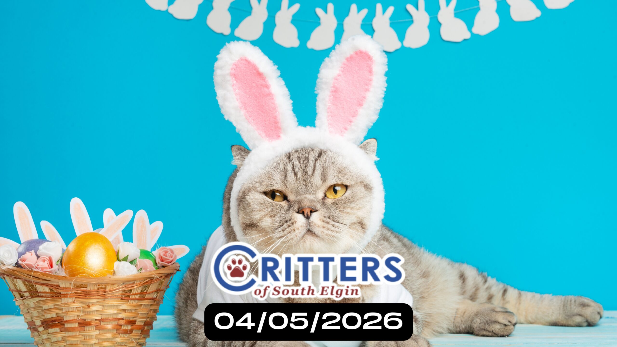 Spring Into Purrs Adoption Day