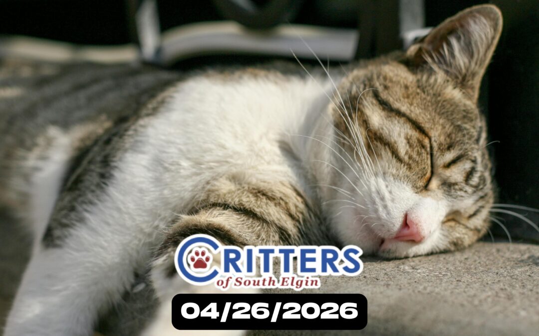 Sunshine & Whiskers Finale