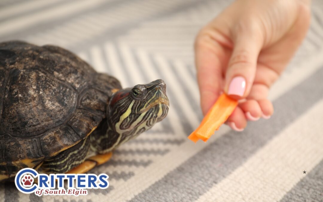 Transitioning Your Exotic and Traditional Pets Out of Winter