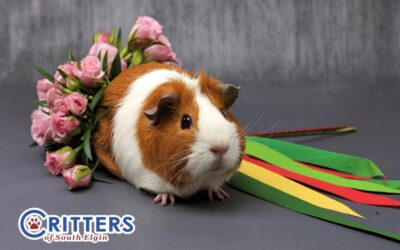 Why Bunnies and Guinea Pigs Are Not “Starter Pets”