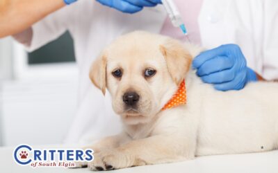 Bordetella Vaccine: Why Your Dog Needs It Before Boarding