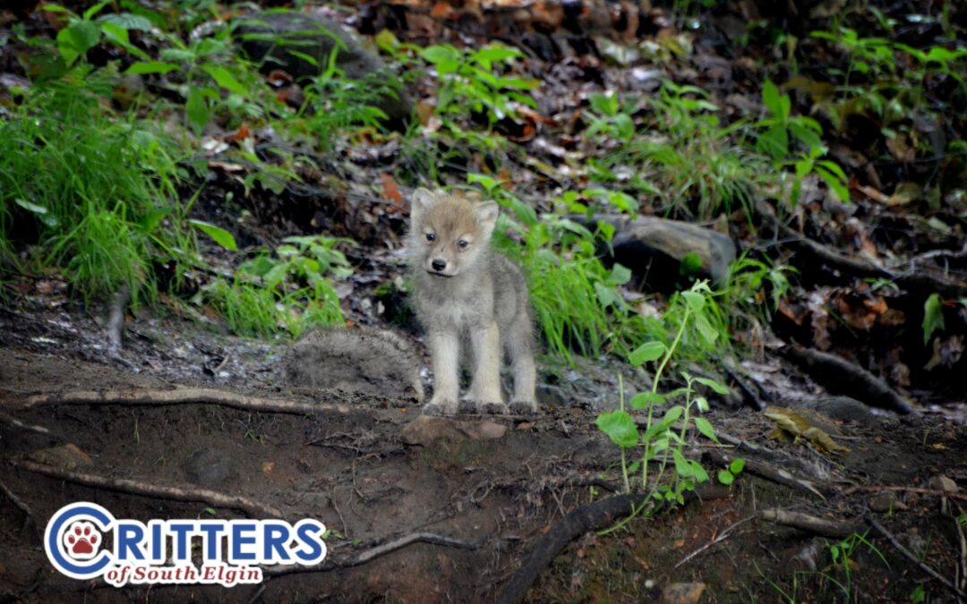 Don’t “Rescue” That Baby Animal: Why It’s Best to Leave Wildlife Alone