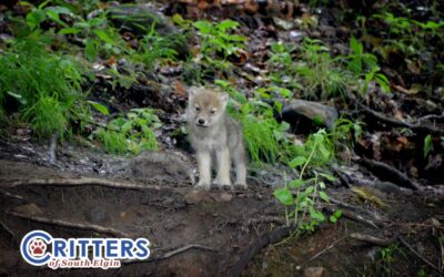 Don’t “Rescue” That Baby Animal: Why It’s Best to Leave Wildlife Alone