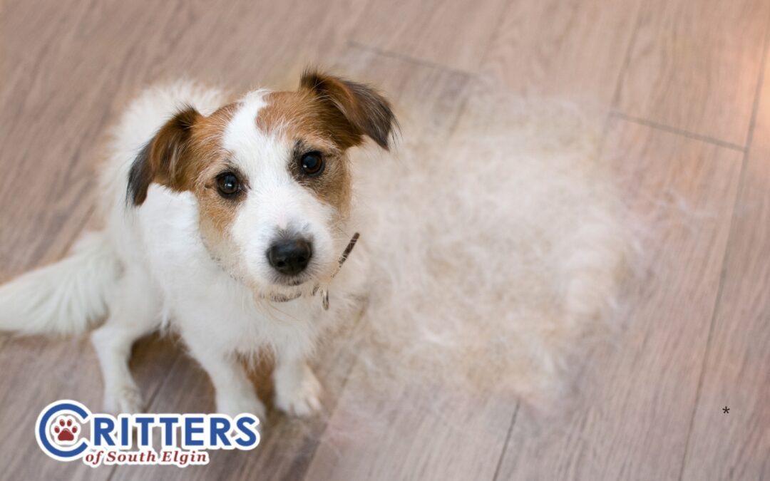 Shedding Season Survival Guide: How to Manage Fur in Your Home