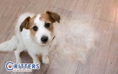 Shedding Season Survival Guide: How to Manage Fur in Your Home