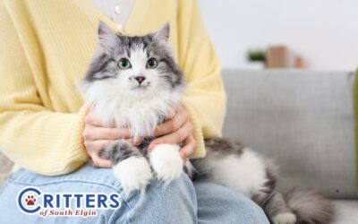 Spring Fever in Cats: Why Now Is the Time to Spay and Neuter