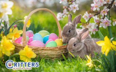 Why Bunnies Are Not Good Easter Presents