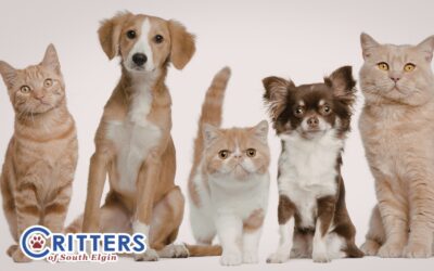 A Guide for Successfully Introducing Your New Rescue Dog or Cat to Home