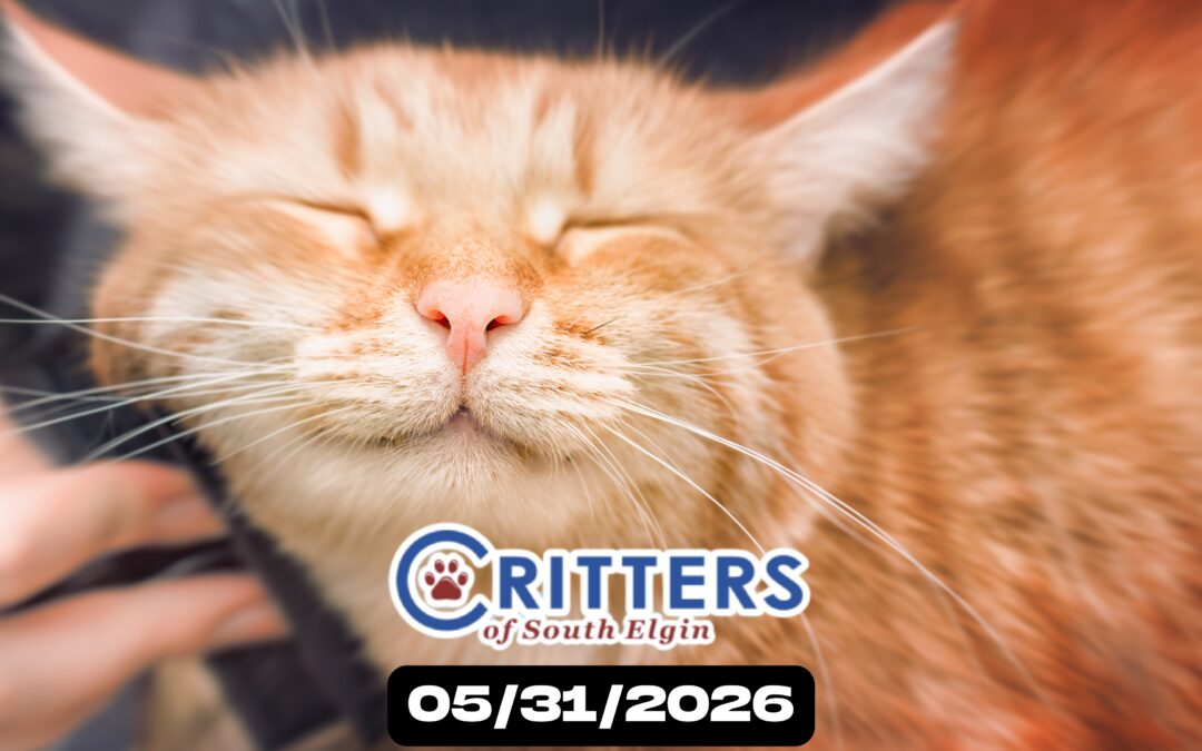 May Finale: Furever Home Adoption Day