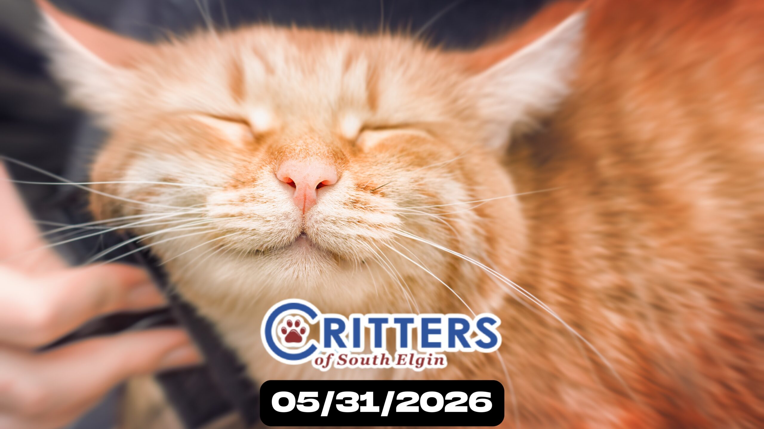 May Finale: Furever Home Adoption Day