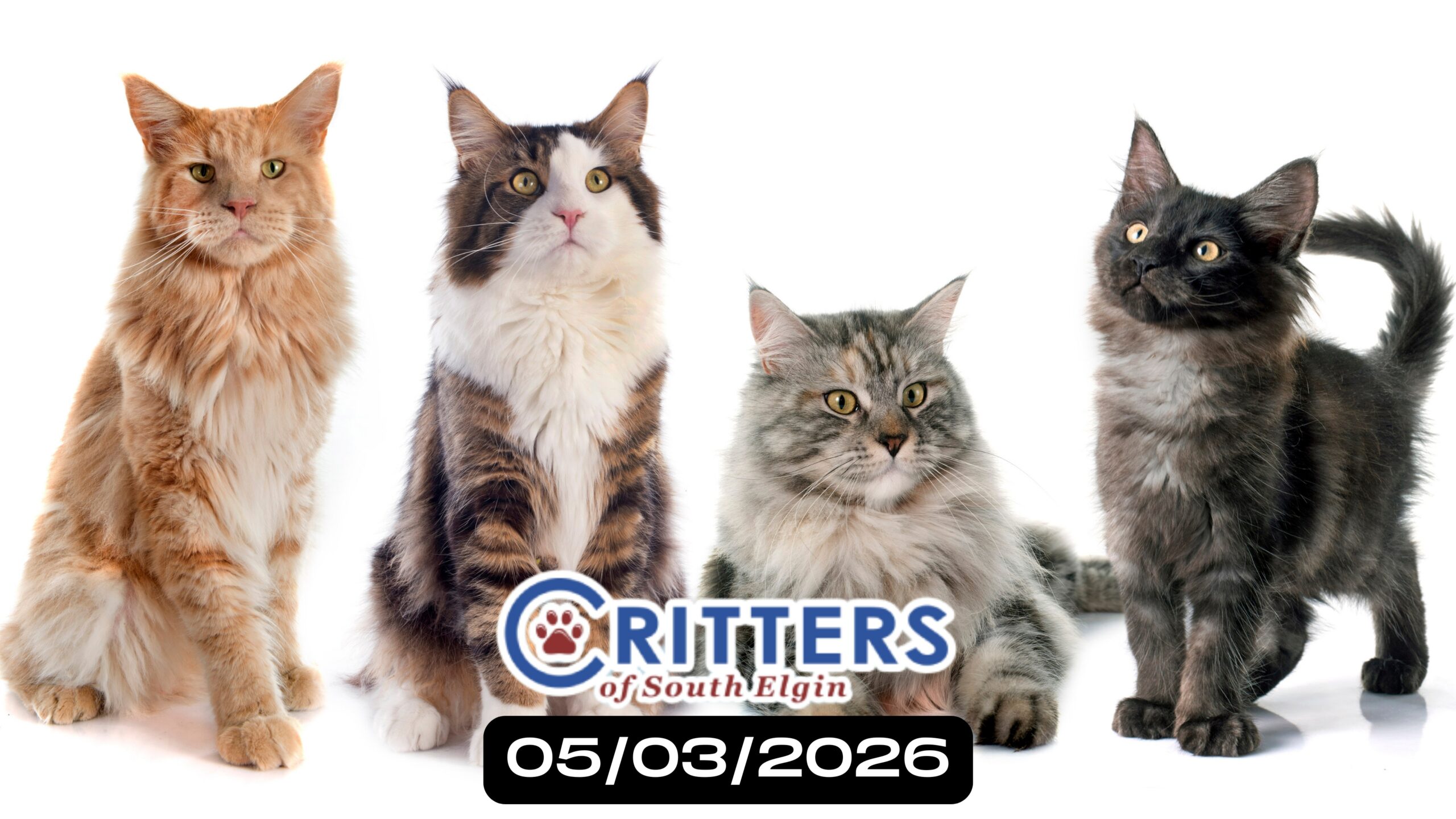 May Meow Kickoff Find Your New Best Friend