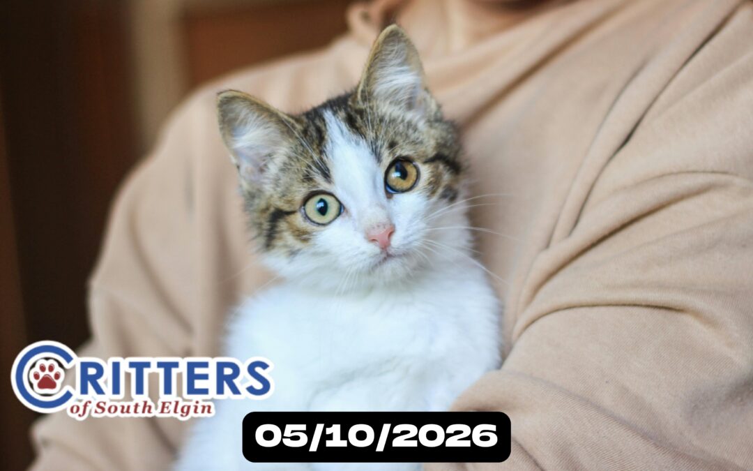 Mother’s Day Meows & Cuddles Adoption Day