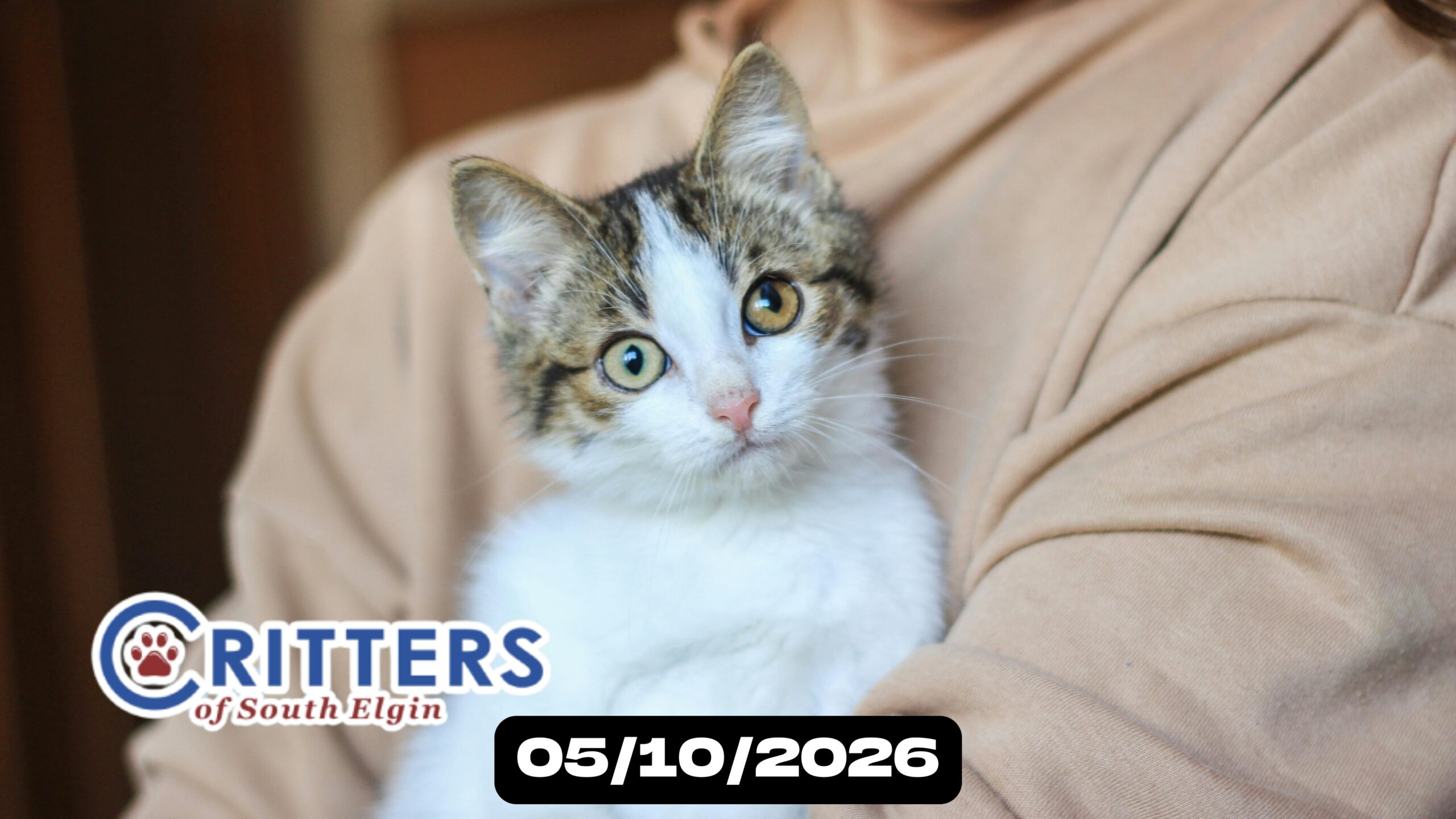 Mother’s Day Meows & Cuddles Adoption Day