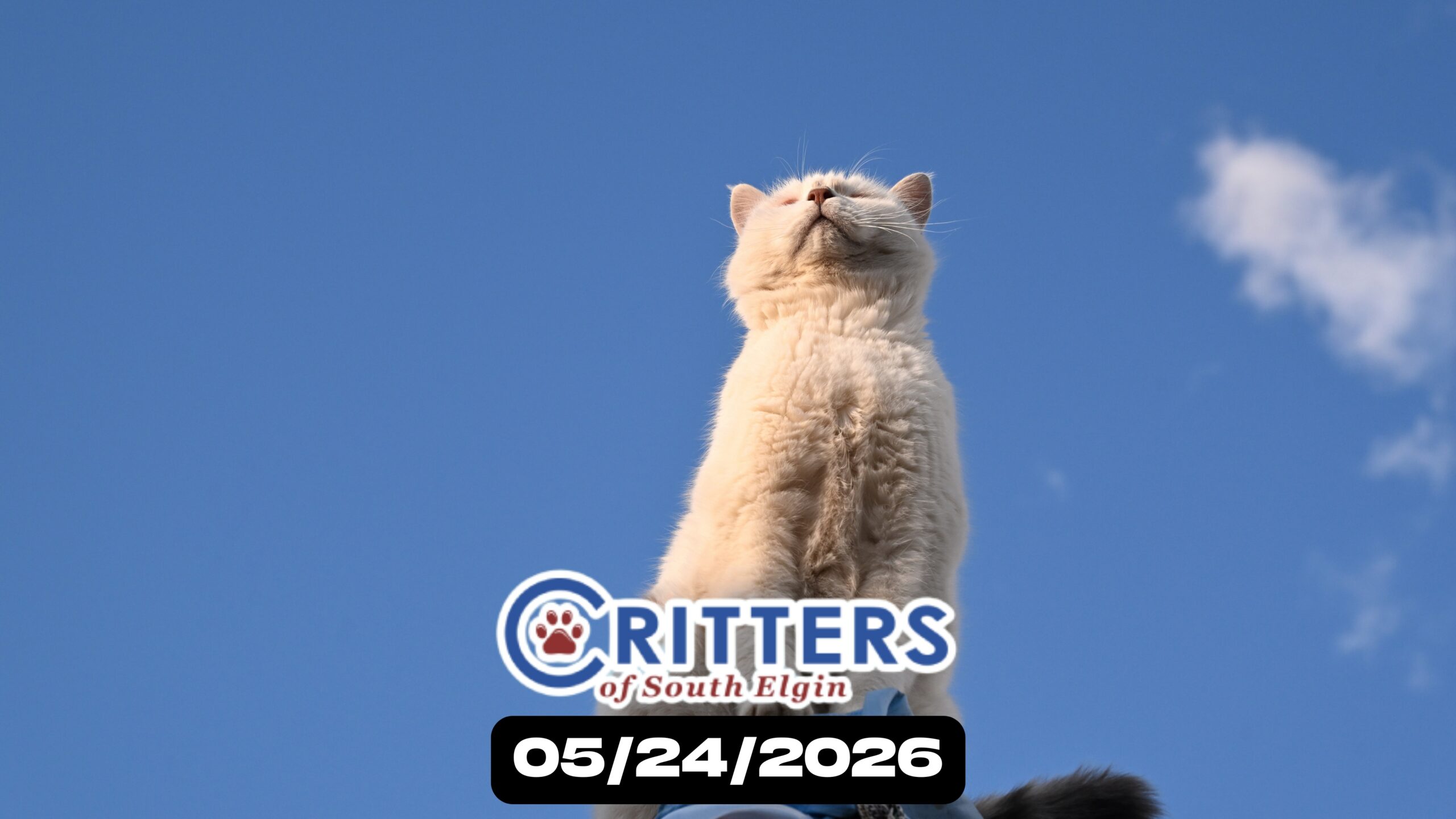 Paws & Sunshine Adoption Day