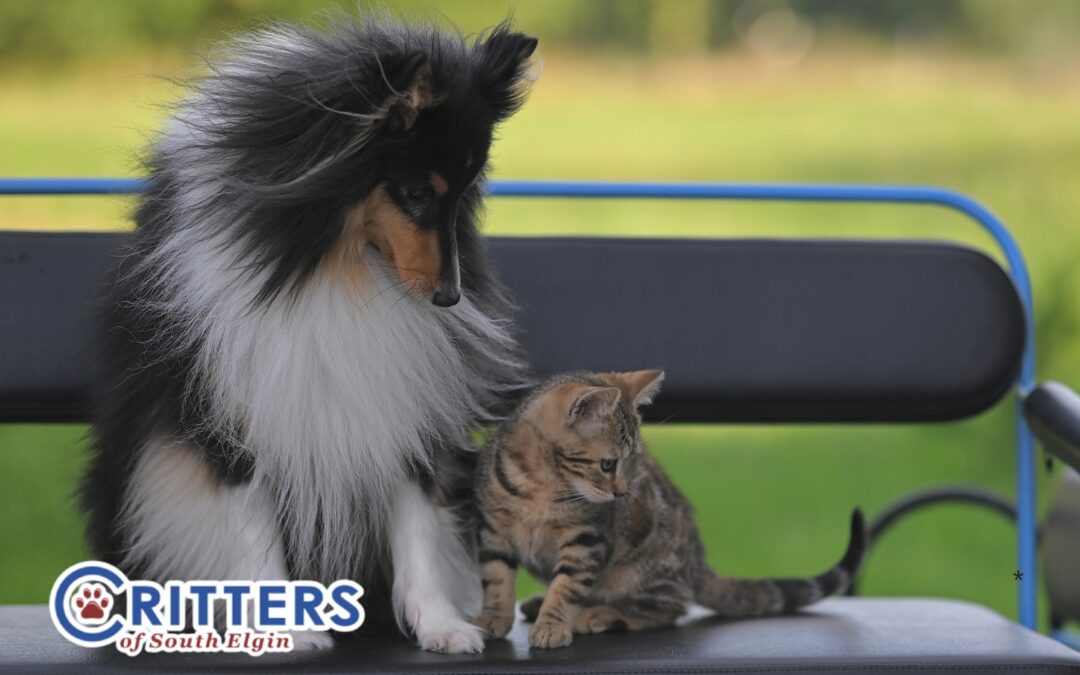 Spring Fever in Dogs and Cats: What Pet Owners Need to Know