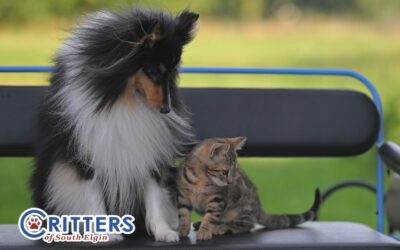 Spring Fever in Dogs and Cats: What Pet Owners Need to Know