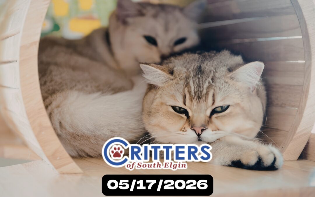 Spring Snuggles Adoption Sunday