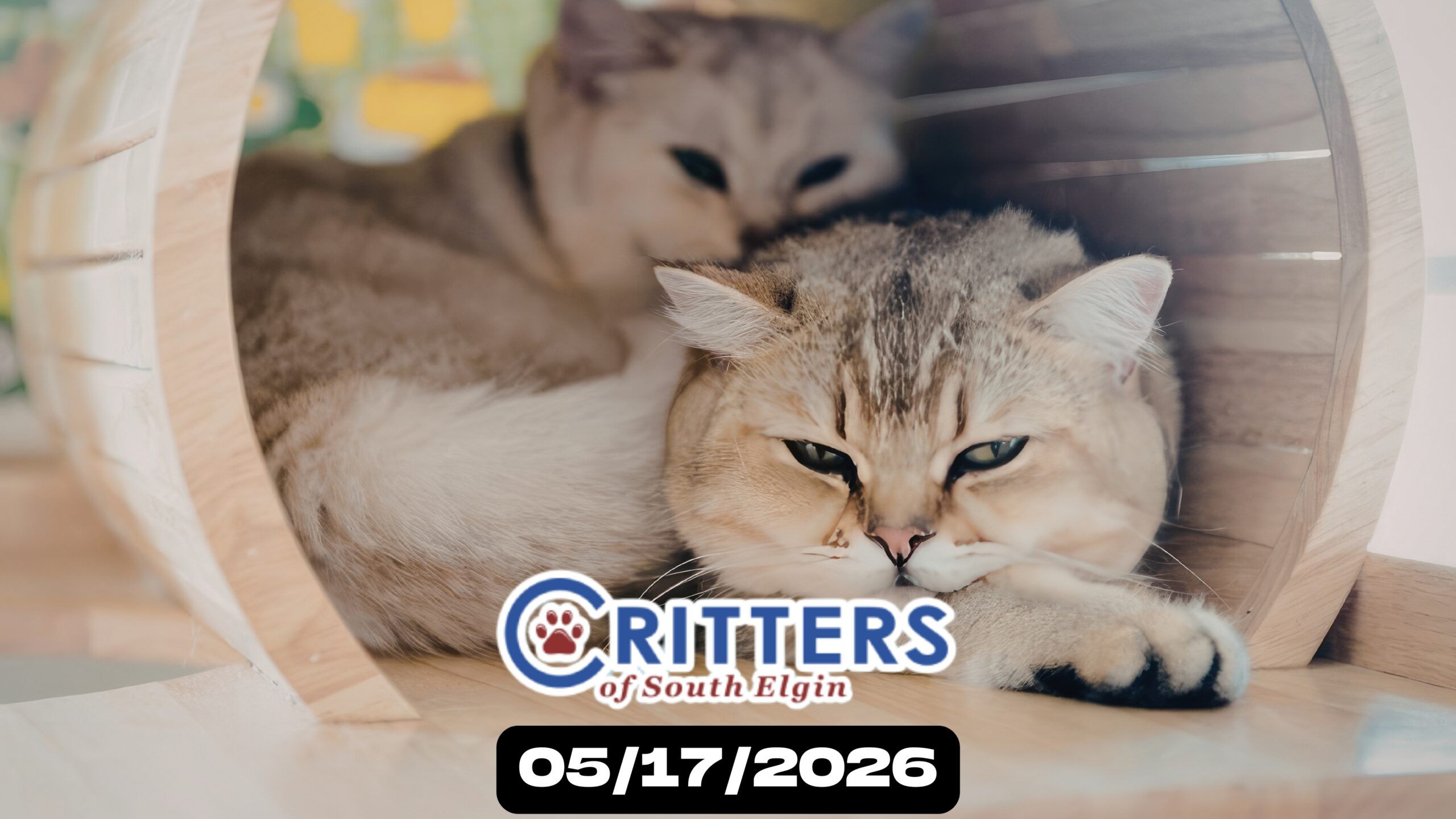 Spring Snuggles Adoption Sunday