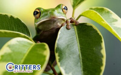 The Essential Guide to Setting Up the Perfect Exotic Pet Environment