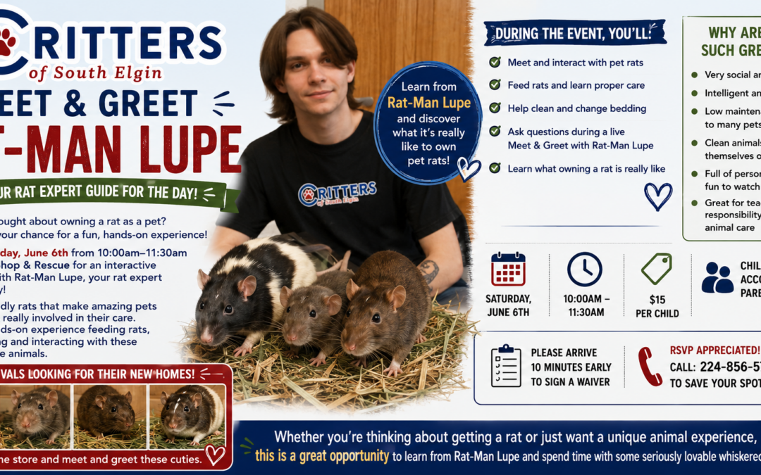 Ever thought about owning a rat as a pet?