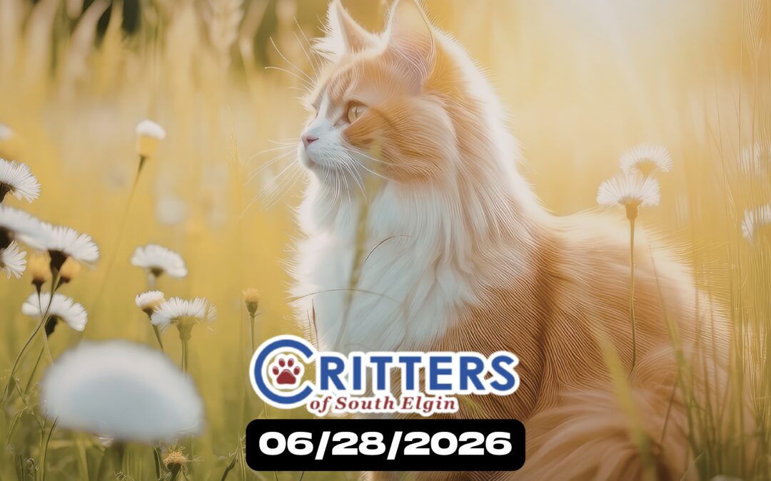Forever Homes & Summer Vibes Adoption Day