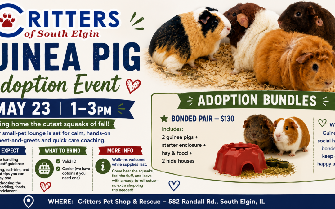 Meet & Squeak: Guinea Pig Adoption Event