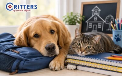 Back-to-School Stress in Pets: How Dogs and Cats React to Routine Changes
