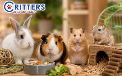 Choosing the Right Small Pet for Your Family: Rabbits, Guinea Pigs, Hamsters, and More