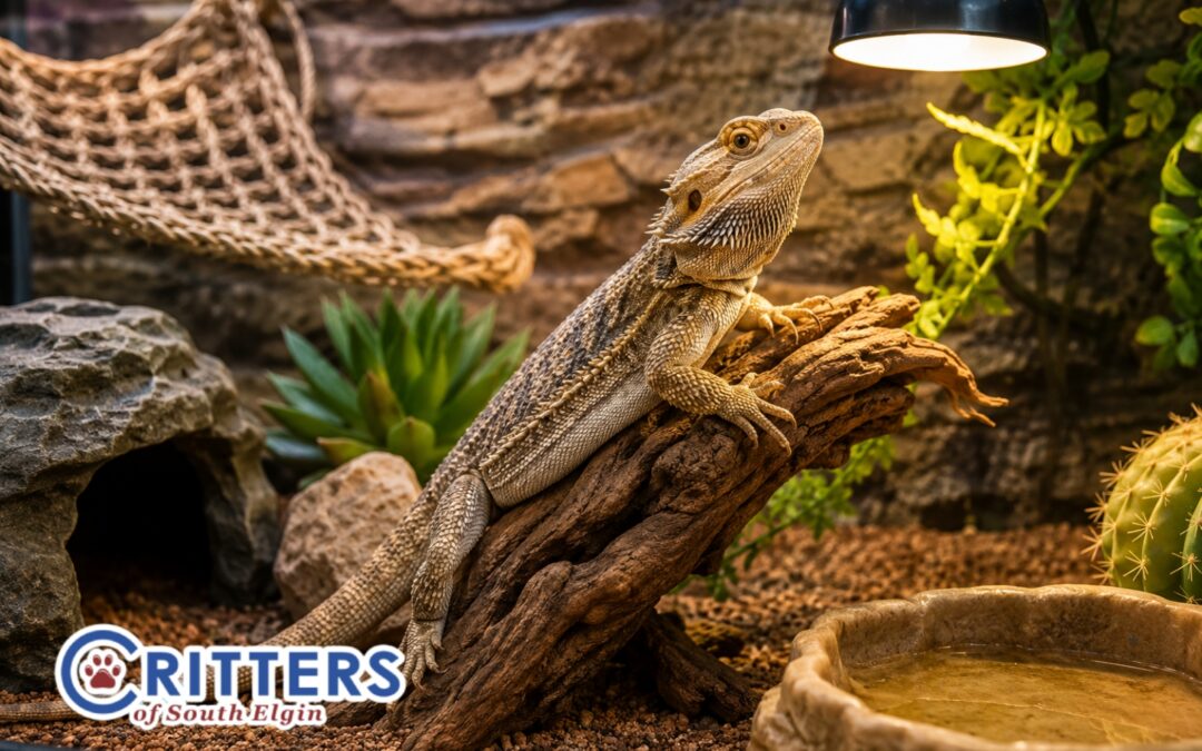 Reptile Summer Care Tips: Heat, Humidity, and Proper Habitat Setup
