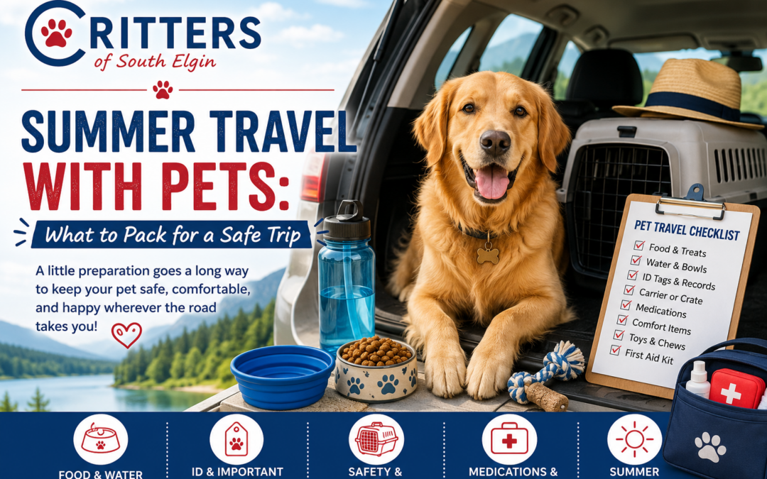 Summer Travel With Pets: What to Pack for a Safe Trip