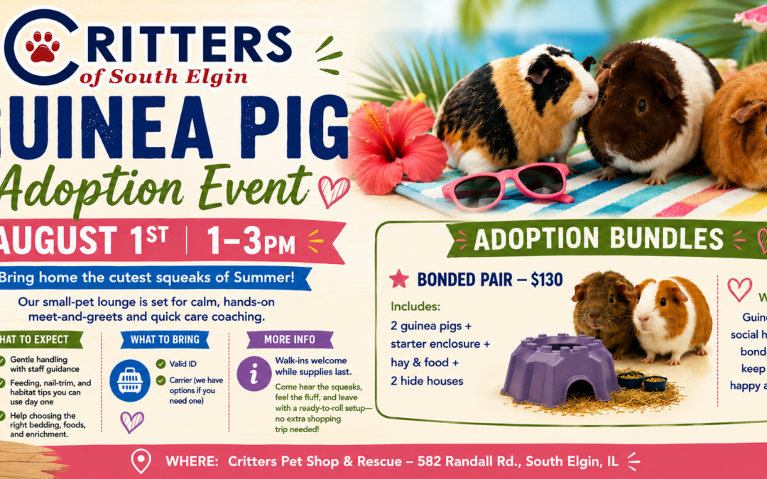 🐹☀️ Summer Guinea Pig Adoption Event 🐹☀️