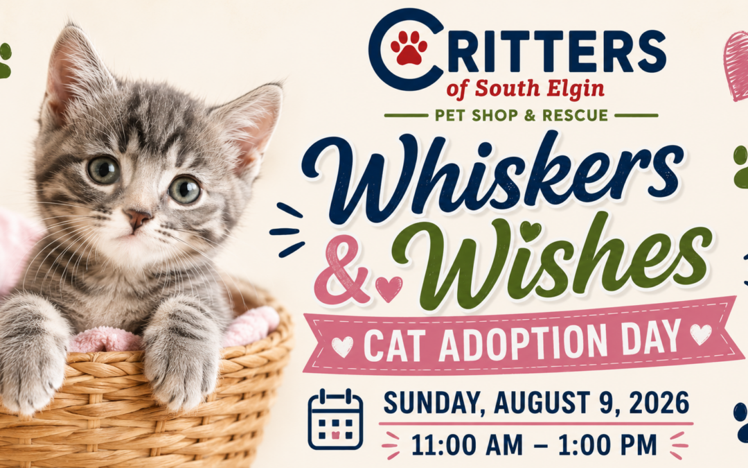 🐾 Whiskers & Wishes Cat Adoption Day-August 9th
