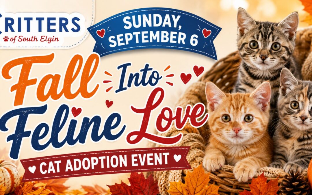 Sunday, September 6-🍂 Fall Into Feline Love Cat Adoption Event