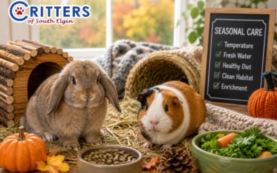 Preparing Small Pets for Seasonal Changes: What Rabbit and Guinea Pig Owners Should Know