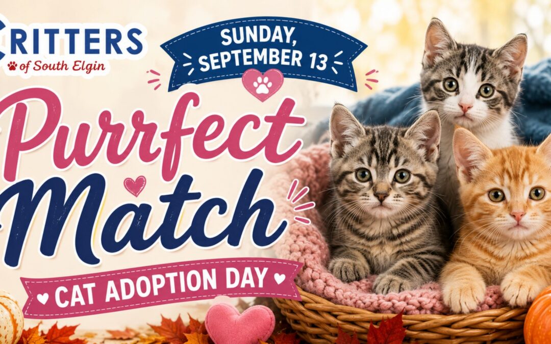 Sunday, September 13- 💕 Purrfect Match Cat Adoption Day