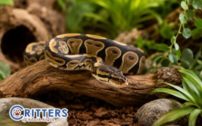 Snakes Make Great Pets: Why They Deserve a Better Reputation