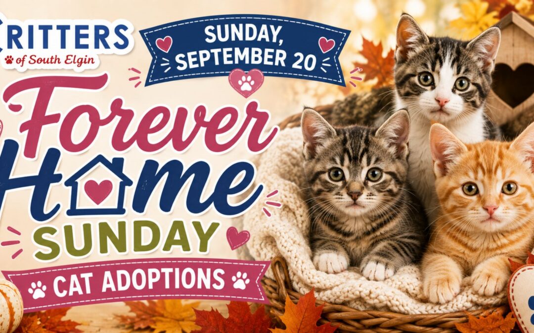Sunday, September 20 ❤️ Forever Home Sunday Cat Adoptions