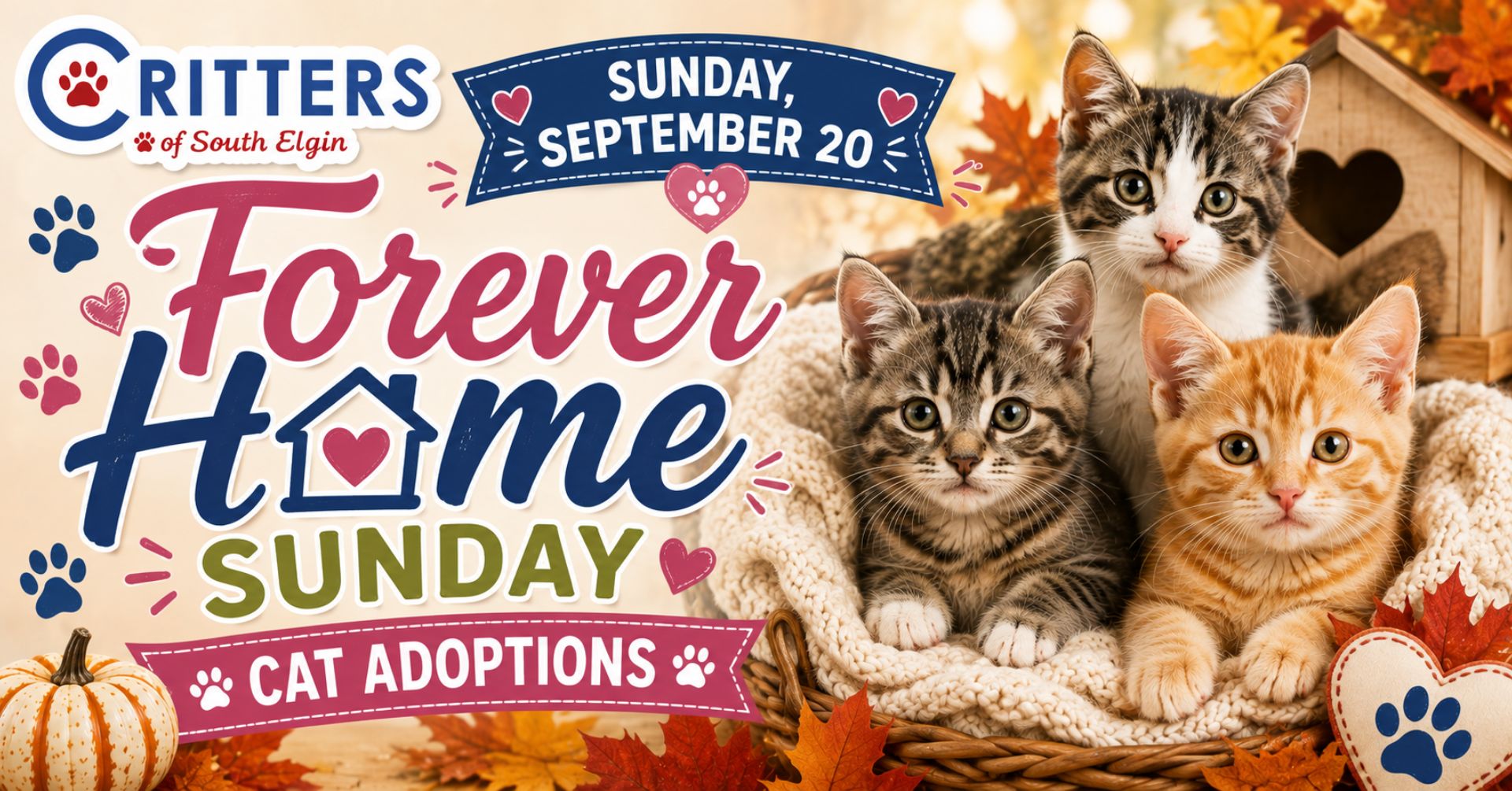 Sunday, September 20 ❤️ Forever Home Sunday Cat Adoptions