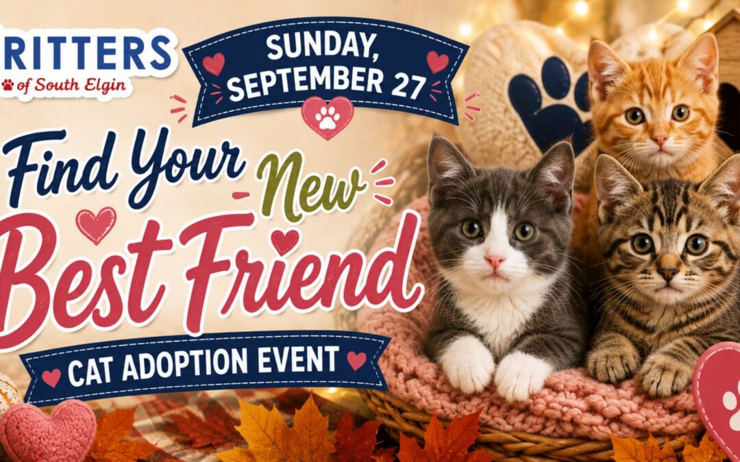 Sunday, September 27- 🐱 Find Your New Best Friend Cat Adoption Event