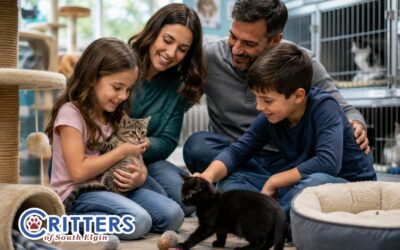 Thinking About Adopting a Cat? How to Choose the Right Feline Companion for Your Family